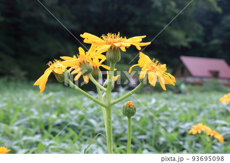 竜神平の夏の花 竜神平の夏の花 93695098