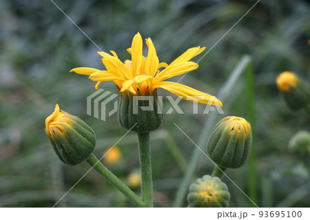 竜神平の夏の花 竜神平の夏の花 93695100