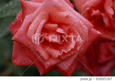 荒尾市　おもやい市民花壇　バラの花、 93695167