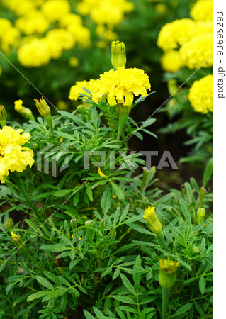 マリーゴールド マリーゴールド 93695293