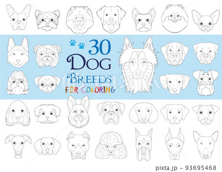Dog Breeds Collection Volume 1: Set of 30 different dog breeds for coloring in cartoon style. Dog Breeds Collection Volume 1: Set of 30 different dog breeds for coloring in cartoon style. 93695468