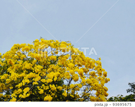 【スリランカ】ネゴンボの黄色が鮮やかなタベブイア・クリサンタ 【スリランカ】ネゴンボの黄色が鮮やかなタベブイア・クリサンタ 93695675
