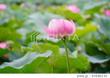 安平町のハスの花のアップ 93696230