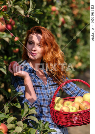 Beautiful young woman picking ripe organic apples in basket in orchard or on farm on a fall day 93696282