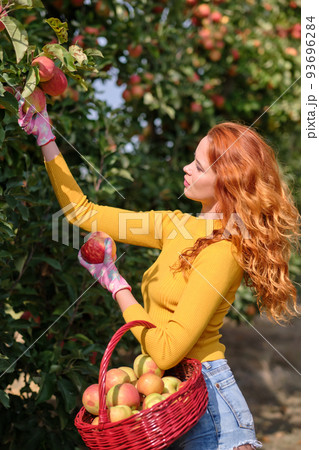 Beautiful young woman picking ripe organic apples in basket in orchard or on farm on a fall day 93696284