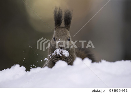 雪の中でたたずむエゾリス 雪の中でたたずむエゾリス 93696441