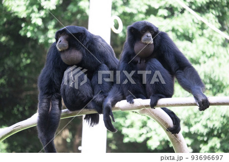 仲良しな2匹のフクロテナガザル 仲良しな2匹のフクロテナガザル 93696697