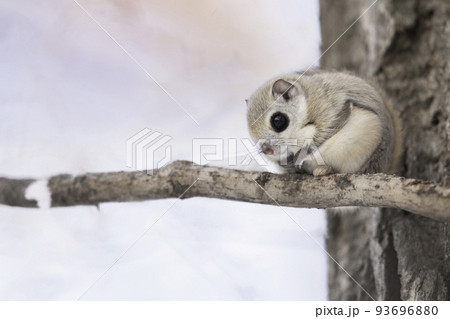 木の枝でたたずむエゾモモンガ 木の枝でたたずむエゾモモンガ 93696880