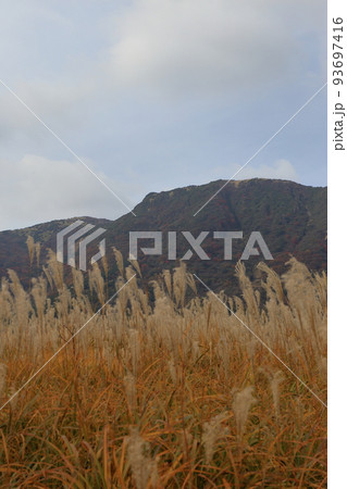 秋のタデ原湿原の草紅葉と紅葉 ( 2021年11月 大分県 九重町 ) 93697416