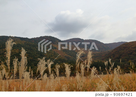 秋のタデ原湿原の草紅葉と紅葉 ( 2021年11月 大分県 九重町 ) 93697421
