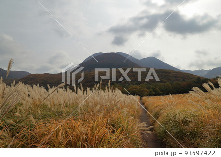 秋のタデ原湿原の草紅葉と紅葉 ( 2021年11月 大分県 九重町 ) 93697422