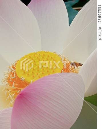 蓮の花 蓮の花 93697531