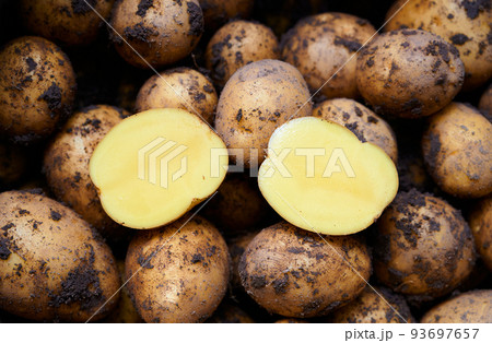 Pile of dirty raw unpeeled potatoes . Unadorned potato background. Cut two halves of one potato on top. 93697657