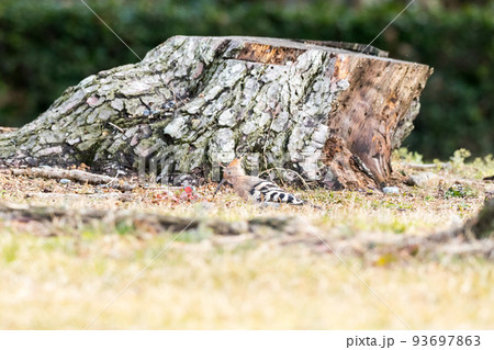 【ヤツガシラ】木陰で餌を探すヤツガシラ 【ヤツガシラ】木陰で餌を探すヤツガシラ 93697863