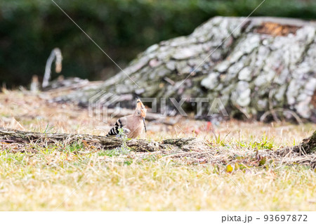 【ヤツガシラ】木陰で餌を探すヤツガシラ 【ヤツガシラ】木陰で餌を探すヤツガシラ 93697872