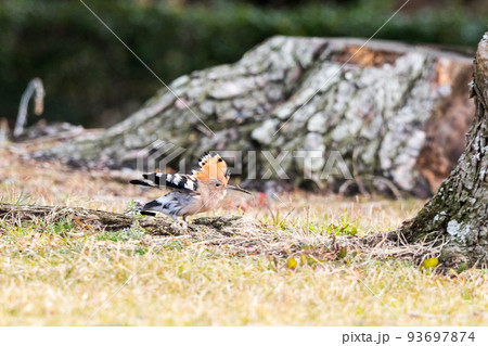 【ヤツガシラ】木陰で伸びをするヤツガシラ 93697874