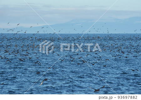 北海道の知床羅臼沖で出会ったミズナギドリの群れ 北海道の知床羅臼沖で出会ったミズナギドリの群れ 93697882