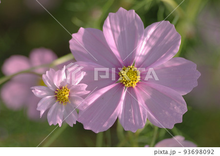 親子の様に並んで咲くコスモスの花 親子の様に並んで咲くコスモスの花 93698092