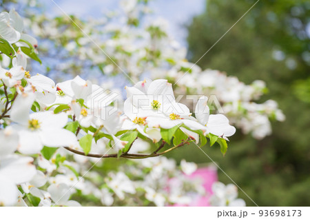 ハナミズキの花 ハナミズキの花 93698173