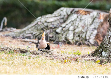 【ヤツガシラ】木陰で伸びをするヤツガシラ 【ヤツガシラ】木陰で伸びをするヤツガシラ 93698430