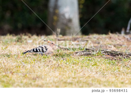 【ヤツガシラ】木陰で餌を探すヤツガシラ 93698431
