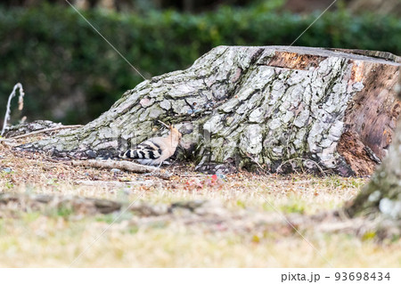 【ヤツガシラ】木陰で餌を探すヤツガシラ 93698434