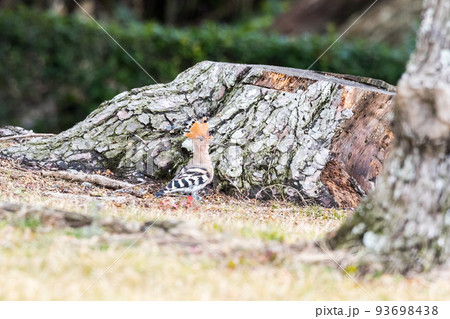 【ヤツガシラ】木陰で見渡すヤツガシラ 【ヤツガシラ】木陰で見渡すヤツガシラ 93698438