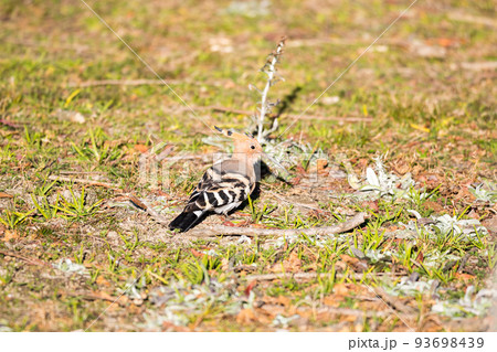 【ヤツガシラ】夕日を浴びるヤツガシラ 【ヤツガシラ】夕日を浴びるヤツガシラ 93698439
