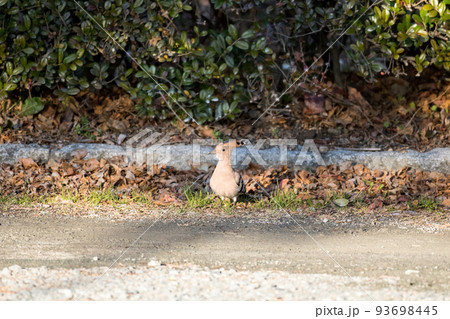 【ヤツガシラ】夕日を浴びるヤツガシラ 【ヤツガシラ】夕日を浴びるヤツガシラ 93698445