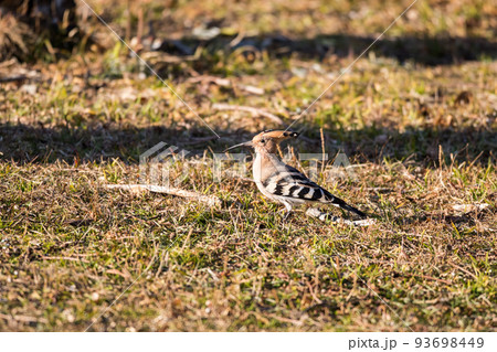 【ヤツガシラ】夕日を浴びるヤツガシラ 93698449