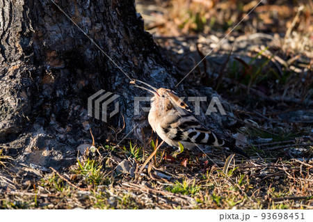 【ヤツガシラ】エサを食べるヤツガシラ 【ヤツガシラ】エサを食べるヤツガシラ 93698451