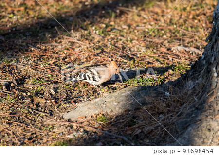 【ヤツガシラ】エサを咥えたヤツガシラ 93698454