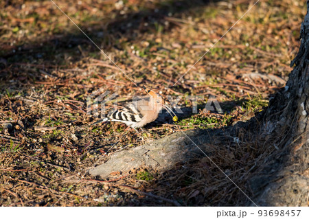 【ヤツガシラ】エサを咥えたヤツガシラ 【ヤツガシラ】エサを咥えたヤツガシラ 93698457