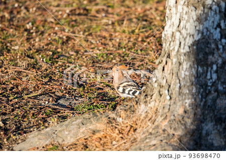 【ヤツガシラ】夕日を浴びるヤツガシラ 【ヤツガシラ】夕日を浴びるヤツガシラ 93698470
