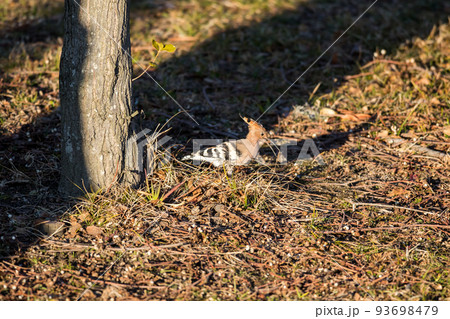 【ヤツガシラ】エサを咥えるヤツガシラ 【ヤツガシラ】エサを咥えるヤツガシラ 93698479