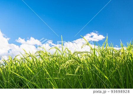 夏の青空と稲穂 夏の青空と稲穂 93698928