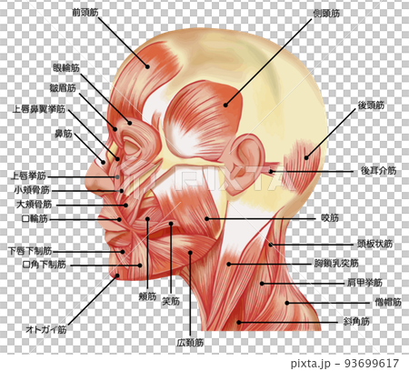 Profile illustration of realistic facial muscles with the name of each muscle Vector material 93699617
