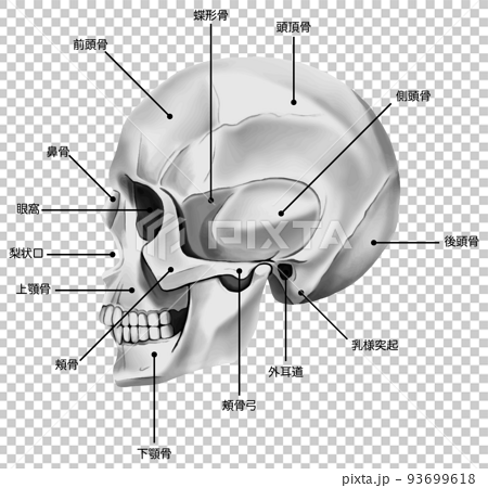 各骨の名称が記載されたリアルな頭蓋骨の横顔　ベクター素材 93699618
