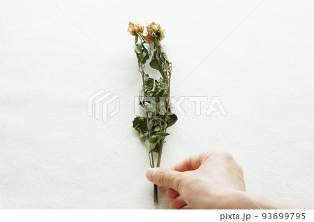 ローズのドライフラワー ローズのドライフラワー 93699795