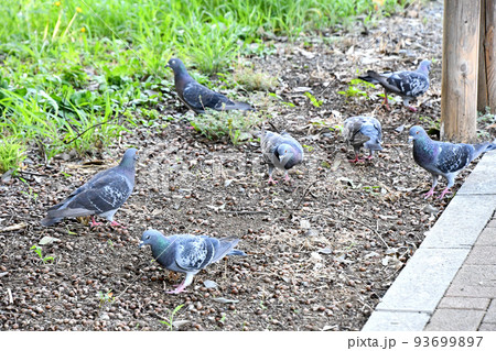 ドバト（土鳩） 93699897
