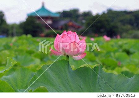 蓮の花 93700912