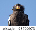 オオワシの正面 93700973