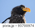 オオワシ 93700974