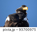 オオワシ 93700975