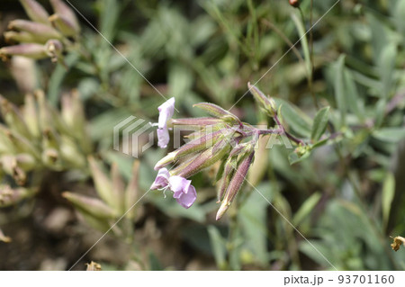 Soapwort Max Frei Soapwort Max Frei 93701160