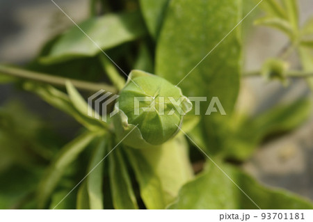 Common passion flower 93701181