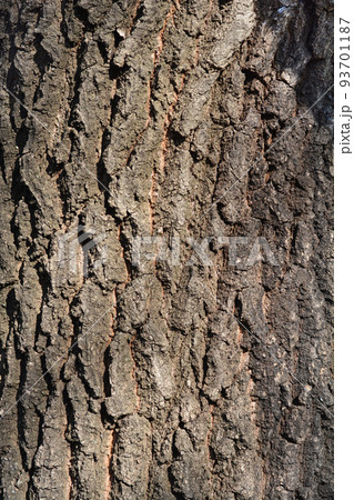 English oak 93701187