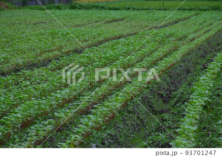 そば畑 93701247