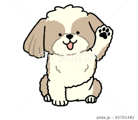 片手を挙げているシーズー 93701482