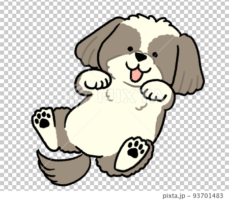 棕色西施犬躺在它的背上 93701483